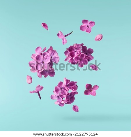 Fresh lilac blossom beautiful purple flowers falling in the air isolated on blue  background. Zero gravity or levitation spring flowers conception, high resolution image Royalty-Free Stock Photo #2122795124