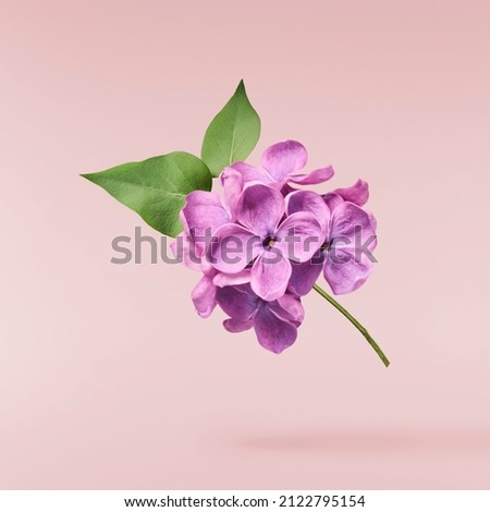 Fresh lilac blossom beautiful purple flowers falling in the air isolated on pink background. Zero gravity or levitation spring flowers conception, high resolution image Royalty-Free Stock Photo #2122795154