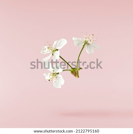 A beautiful image of sping white cherry flowers flying in the air on the pastel pink background. Levitation conception. Hugh resolution image