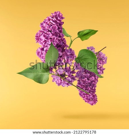 Fresh lilac blossom beautiful purple flowers falling in the air isolated on yellow background. Zero gravity or levitation spring flowers conception, high resolution image