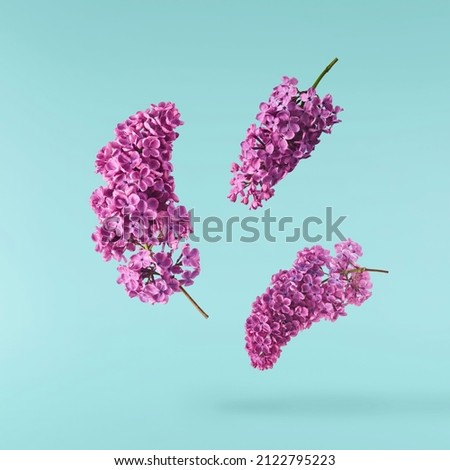Fresh lilac blossom beautiful purple flowers falling in the air isolated on blue  background. Zero gravity or levitation spring flowers conception, high resolution image