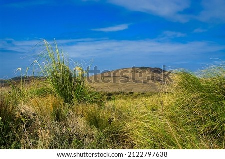 Grasses and huge sand dunes at Cape Maria van Diemen, Northland, New Zealand. Picture taken from a low standpoint.
