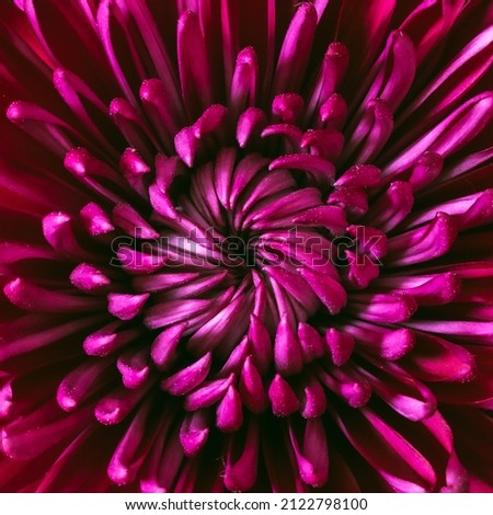 Closeup photograph of a purple chrysanthemum. 