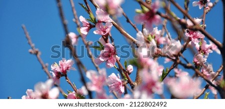 Close up of pink Spring blossom flowers on peach tree in springtime against a blue sky. Sized to fit popular social media and web banner.