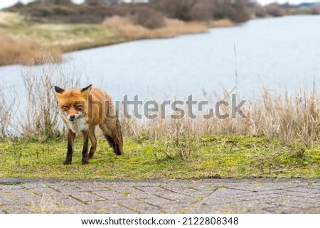 Red Fox Standing on the Grass by the Water