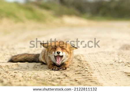 Red Fox Lying on the Sand Yawning