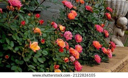 A bed of miniature roses.  Rosa 'Little Sunset' (Korlutmag).  A fabulous patio rose bred by Kordes Roses.  