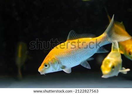 koi goldfish, commercial aqua trade breed of wild Carassius auratus carp swim in aquarium of petshop, popular ornamental fish in low light nature design concept