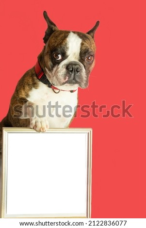 funny Boston terrier on red background with a picture in its paws, space for an inscription