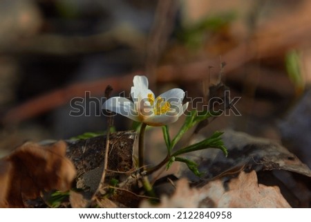 White spring flowers, snowdrops in the forest. Anemone nemorosa - wood anemone, windflower, thimbleweed, and smell fox. Macro photo.