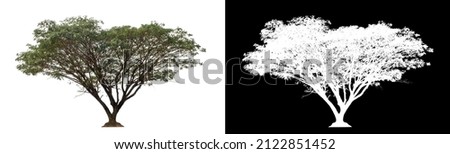 Tree on transparent picture background with clipping path, single tree with clipping path and alpha channel on black background
