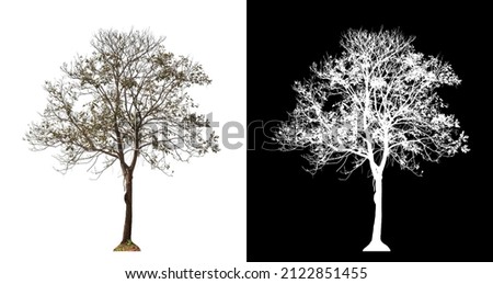 Tree on transparent picture background with clipping path, single tree with clipping path and alpha channel on black background
