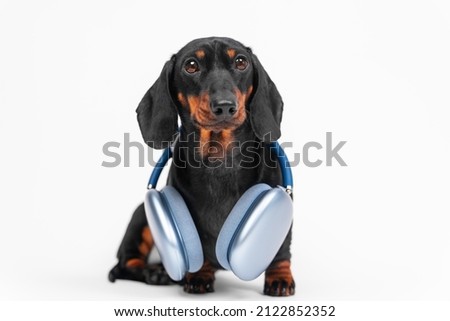 Cute dachshund puppy obediently sits with blue wireless over-ear headphone around its neck during studio shooting, front view, white background, copy space for creative advertisement of device