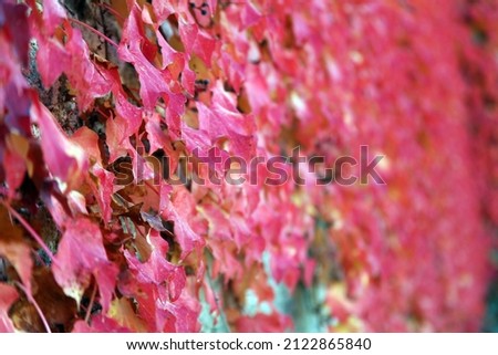 beautiful picture of  nature in fall season with colorful leaves in background. Each  leaf has different  color.