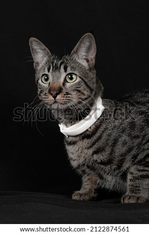 portrait of domestic shorthair cat on black background