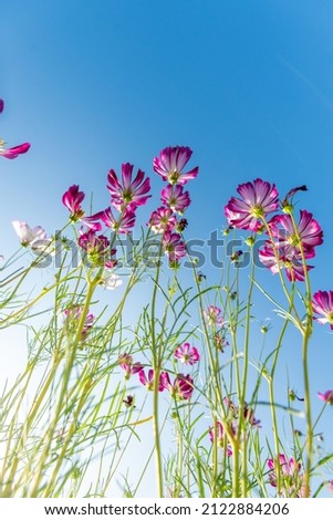Royalty high quality free stock image . Close-up Pink Sulfur Cosmos flowers blooming on garden plant on blue sky background