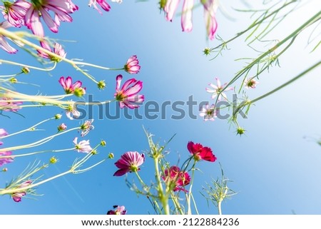 Royalty high quality free stock image . Close-up Pink Sulfur Cosmos flowers blooming on garden plant on blue sky background