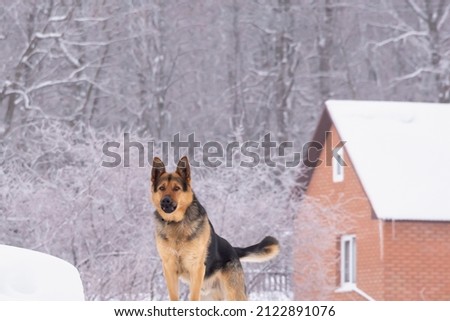 The dog guards the house in winter.