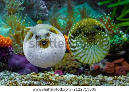 A couple of beautiful puffer fish Royalty-Free Stock Photo #2122913885