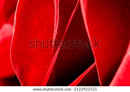 Fragment of a red rose bud. Macrophotography. Abstract background