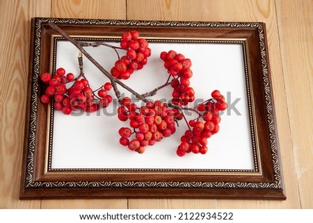 Red rowan berries on a rowan tree. Still life in a wooden frame. picture.  A rowan tree on a branch. Ashberry. non-GMO.  low-growing woody plants of the apple family (Rosales). on a white background.
