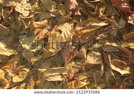 Dry leaves falling on the ground in garden.                              