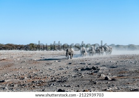 A large herd of African Elephants -Loxodonta Africana- walking decisively towards a waterhole. Etosha National Park, Namibia.