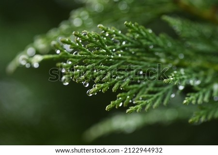 Leyland cypress. Cupressaceae evergreen conifer.
It grows fast and is used for hedges.  Royalty-Free Stock Photo #2122944932