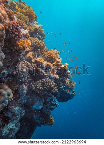 A vertical shot of tropical coral reefs and fish of different species
