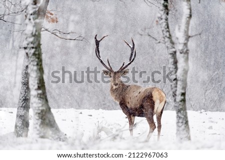 Winter wildlife. Red deer, Cervus elaphus, big animal in the nature forest habitat. Deer in the oak trees mountain, Studen Kladenec, Eastern Rhodopes, Bulgaria in Europe. Snow with two animal. Royalty-Free Stock Photo #2122967063
