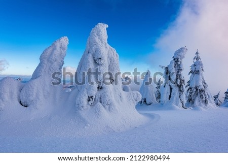 Frozen Trees - Beauty of Nature. Trees covered with ice up high in the mountains, Eastern Carpathians. Taken on a ski tour in the day at -20C.
