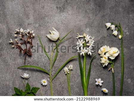 Beautiful spring wild flowers in white color on a dark gray stone background. Wood anemone, fritillary, daisy, hyacinth, oxalis, daffodil and summer snowflake flower. Still life. Flat lay. Royalty-Free Stock Photo #2122988969