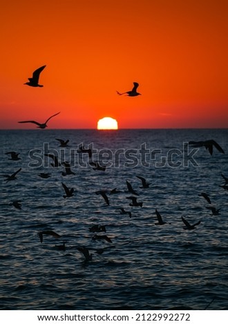 Seagulls flying during a beautiful sunrise photographed at the Black Sea shore in Romania. Amazing seaside landscape with vivid orange sky color.