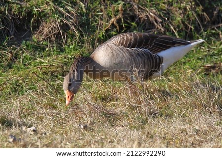 wild goose the most common of our geese europe