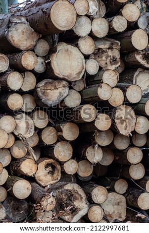 Log trunks pile, the logging timber forest wood industry. 
Wood cutting in forest.