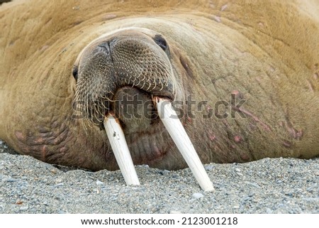 Portrait of walrus resting on the beach of Svalbard. Walruses are one of the largest flippered marine mammals. At 19th and early 20th century they were  hunted and killed , now population is restoring