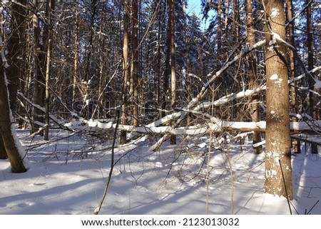 Fallen trees. White snow on the bare branches of a tree in the forest on a frosty winter day, close-up. Natural background.