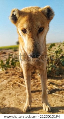 Great dog picture for background and texture