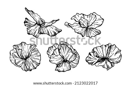 Set of floral elements. Vector flowers black outline collection, line art flowers. Poppies line drawing. ink sketch of flowers