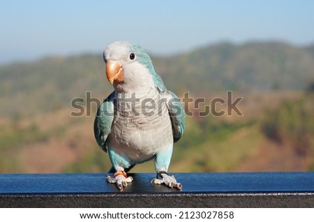 monk parakeet (Myiopsitta monachus) or Quaker parrot pet with blue mutation blur natural background it originates from temperate to subtropical areas of Argentina and surrounding in South America.  Royalty-Free Stock Photo #2123027858
