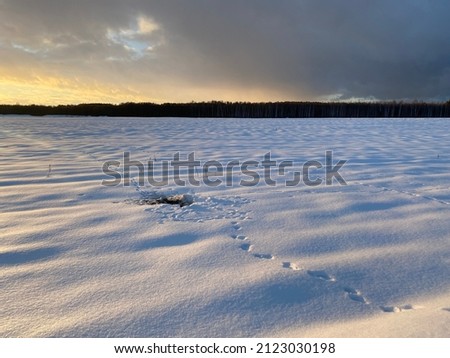 Footprints in the snow after a fox hunting for a mouse.