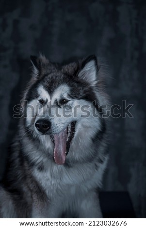 Yawning Alaskan Malamute picture. Young cute Nordic breed dog portrait in the indoors. White and grey fur. Selective focus on the details, blurred background.