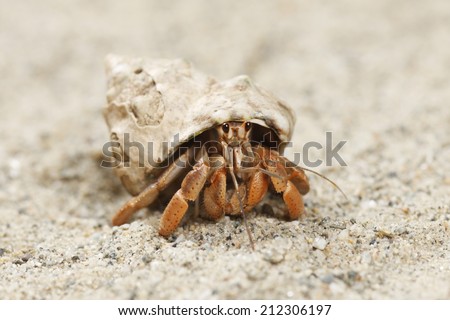 This is a land hermit crab. They are commonly kept as pets. Royalty-Free Stock Photo #212306197