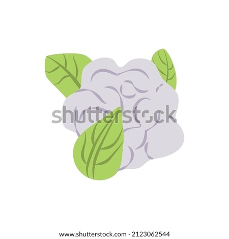 Cauliflower. Vector illustration. Fresh vegetables.