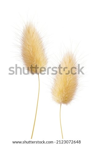 macro closeup of a fluffy soft Lagurus ovatus ornamental decorative grass, commonly called hare's-tail, hare's-tail grass bunnytail flower panicle isolated on white Royalty-Free Stock Photo #2123072648