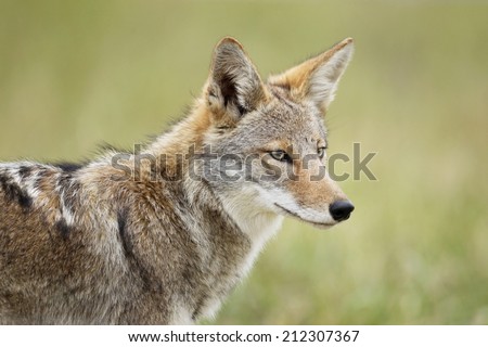 An eastern coyote head shot. Royalty-Free Stock Photo #212307367
