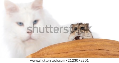 Funny picture of hamster eating, with cat in soft focus on background. Hamster looking to camera and cat looking to hamster. He is behind me, meme. Isolated on a white background.