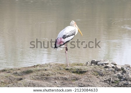 View of isolated Painted Storks