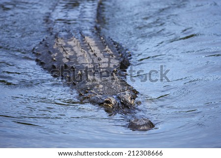 A swimming alligator