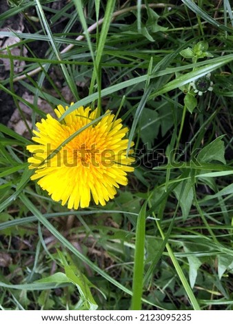 Yellow dandelion in green grass in spring